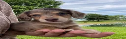 Miniature Dachshund dogs for sale: Simba - Ad 4