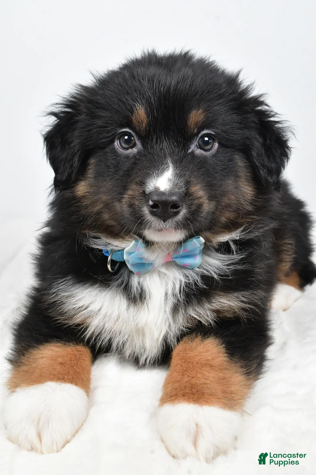 Miniature Australian Shepherd dogs for sale: Landon - Ad 6