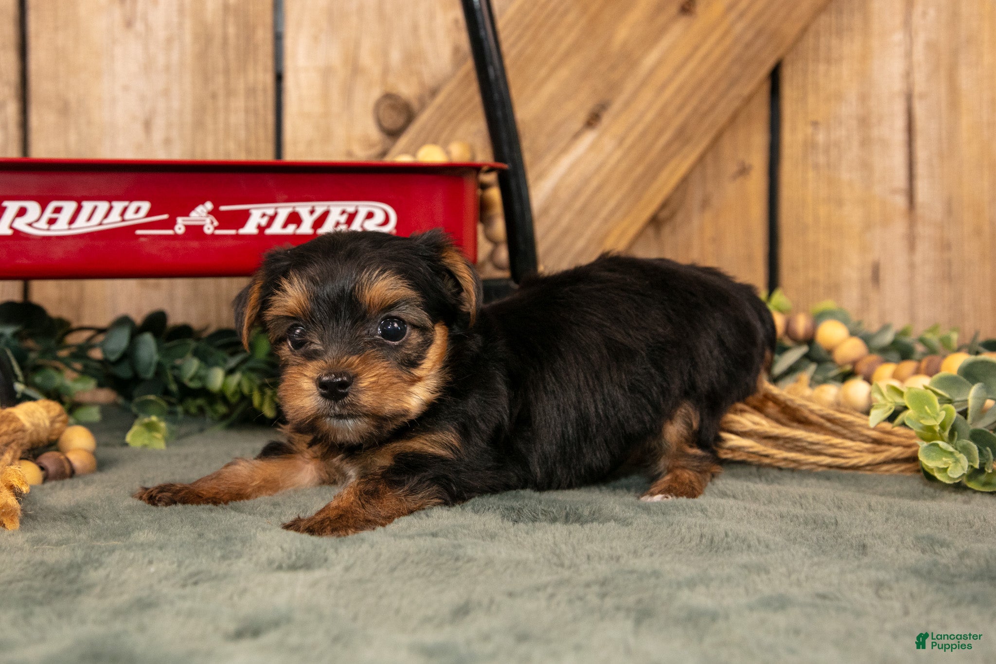 Yorkshire Terrier dogs Kash - Ad 2