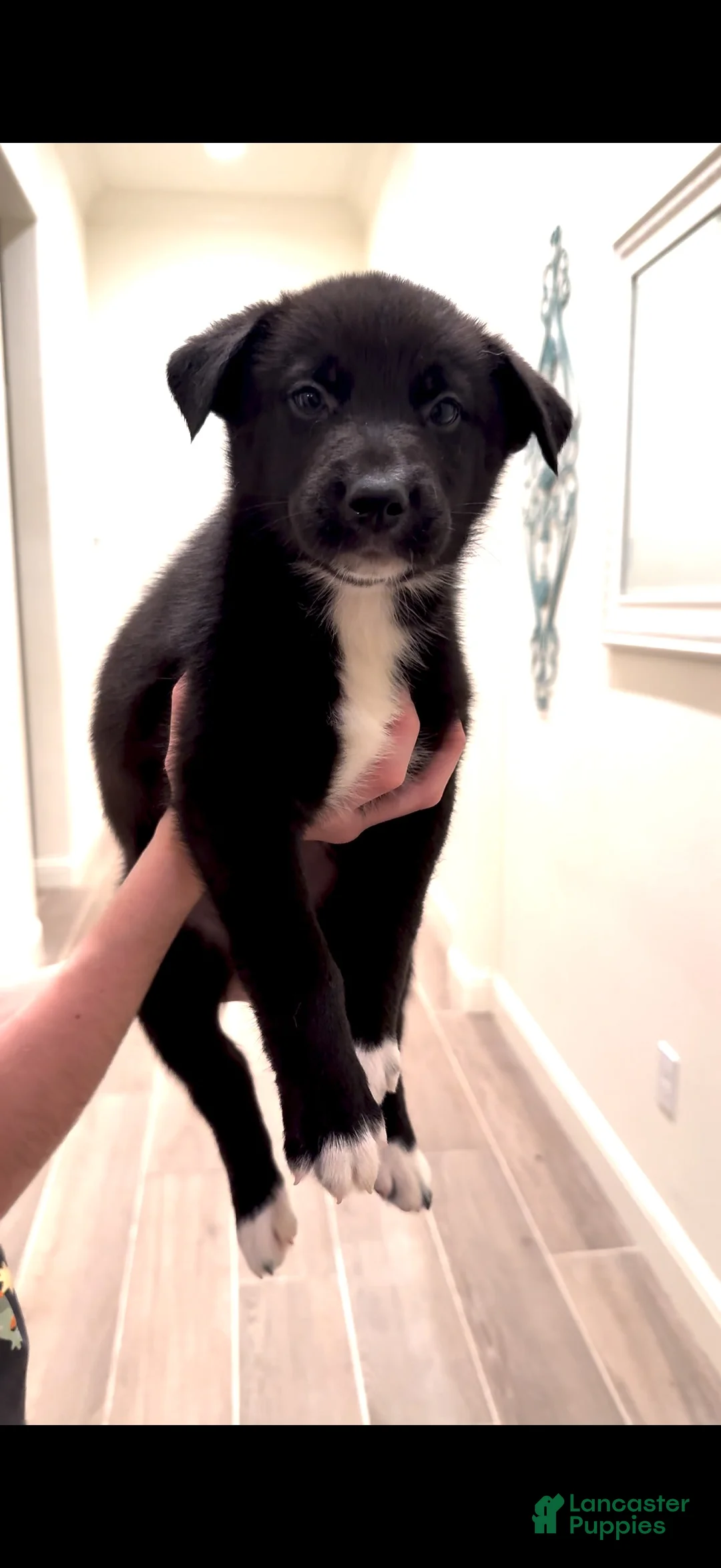 Mixed Breed dogs for sale: Slick Rick - Ad 1