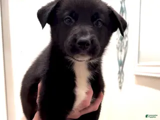 Mixed Breed dogs Slick Rick - Ad 22