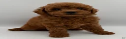 Mini Goldendoodle dogs for sale: moose - Ad 1
