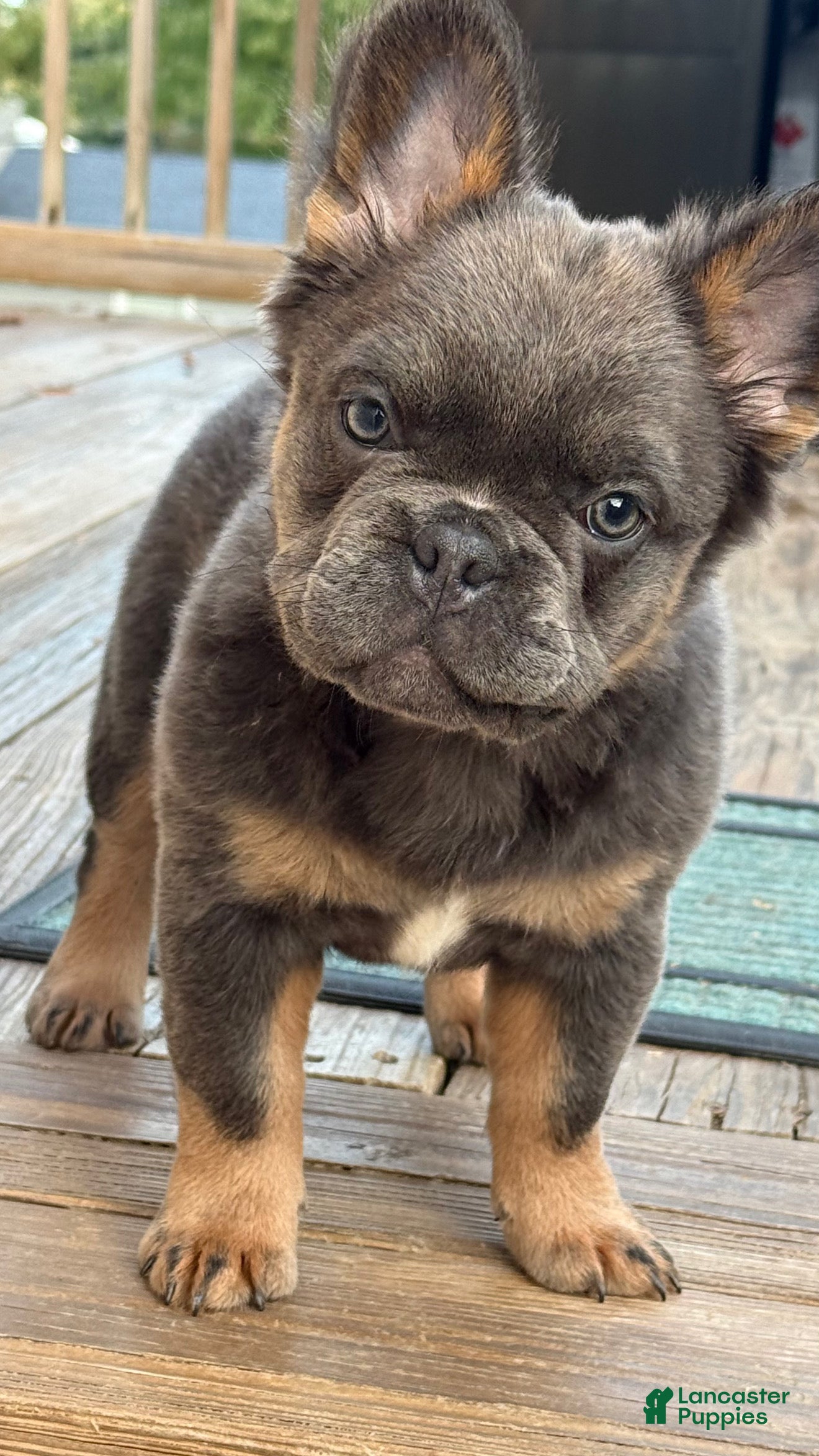 French Bulldog dogs for sale: Six FEMALE  - Ad 1