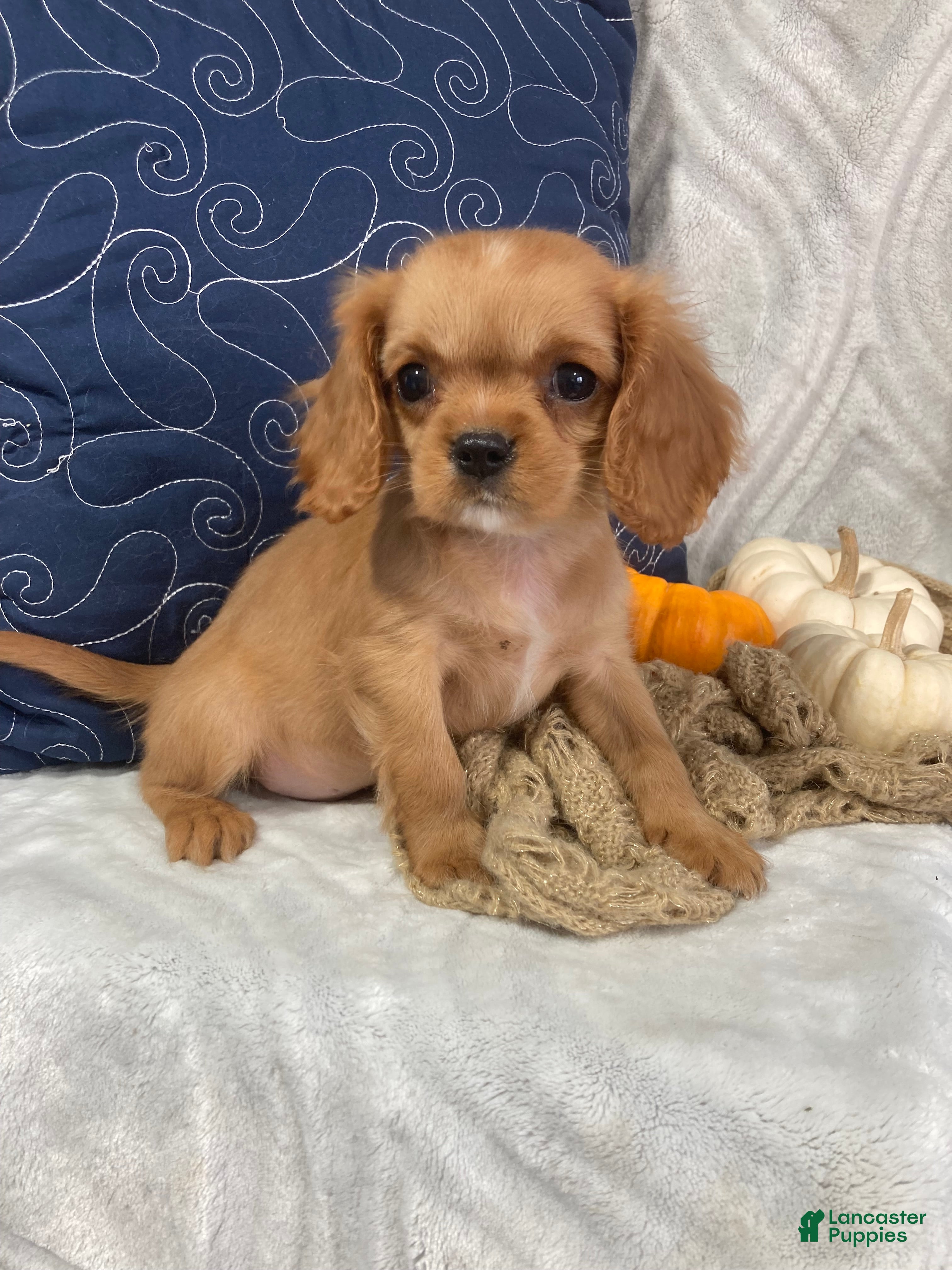 Cavalier King Charles Spaniel dogs Cavalier King Charles Spaniel 1 - Ad 2
