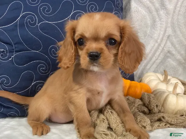 Cavalier King Charles Spaniel dogs Cavalier King Charles Spaniel 1 - Ad 1