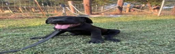 Cane Corso dogs for sale: Cane Corso Puppy 10 - Ad 15