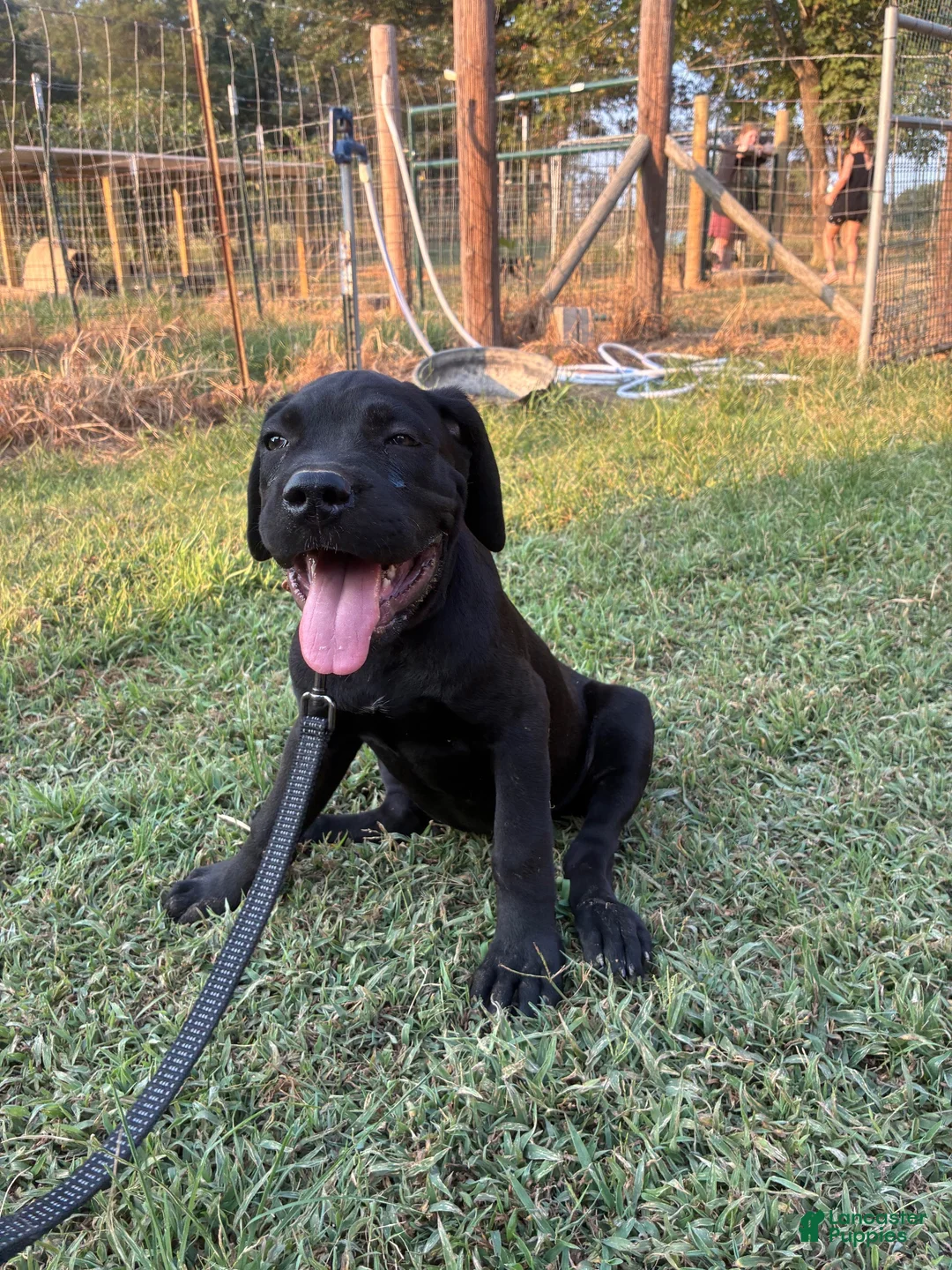 Cane Corso dogs for sale: Cane Corso Puppy 10 - Ad 15