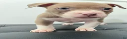 American Bully dogs for sale: American Bully 5 - Ad 2