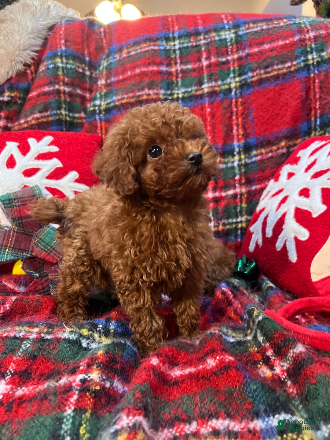 Toy Poodle dogs for sale: Toy Poodle Puppy 2 - Ad 3