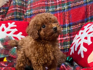Toy Poodle dogs Toy Poodle Puppy 2 - Ad 2