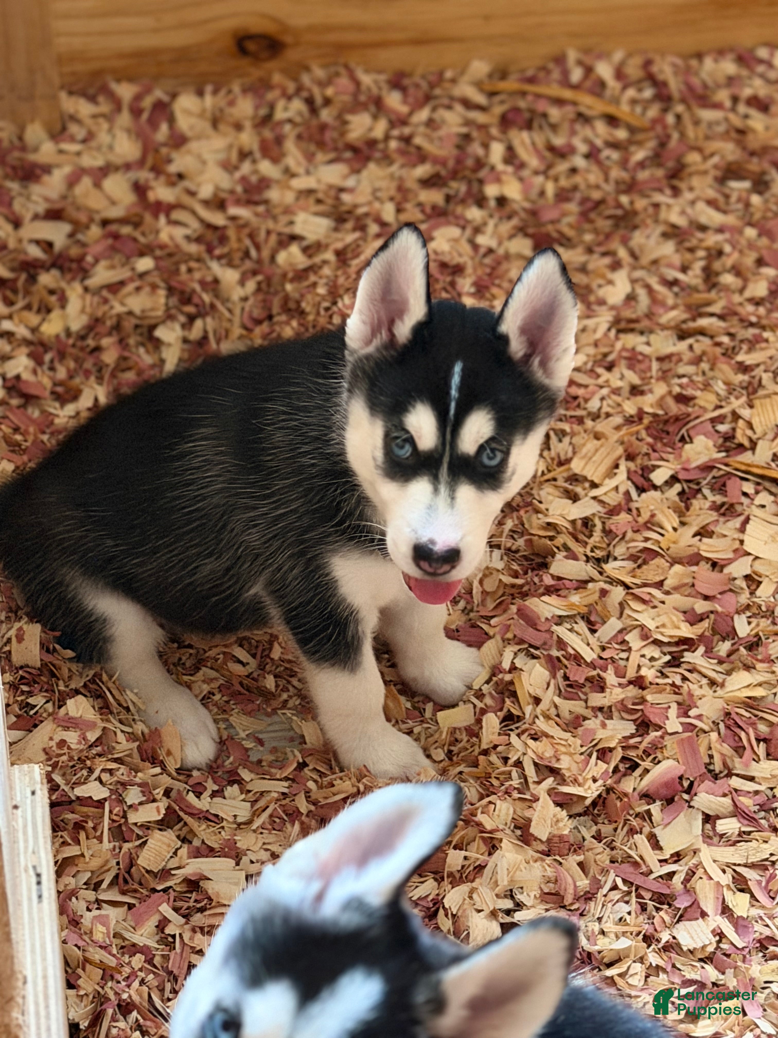Siberian Husky dogs Sadie - Ad 36