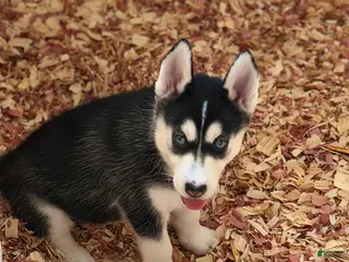 Siberian Husky dogs Sadie - Ad 36