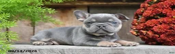 Frenchton dogs for sale: Rayna - Ad 5