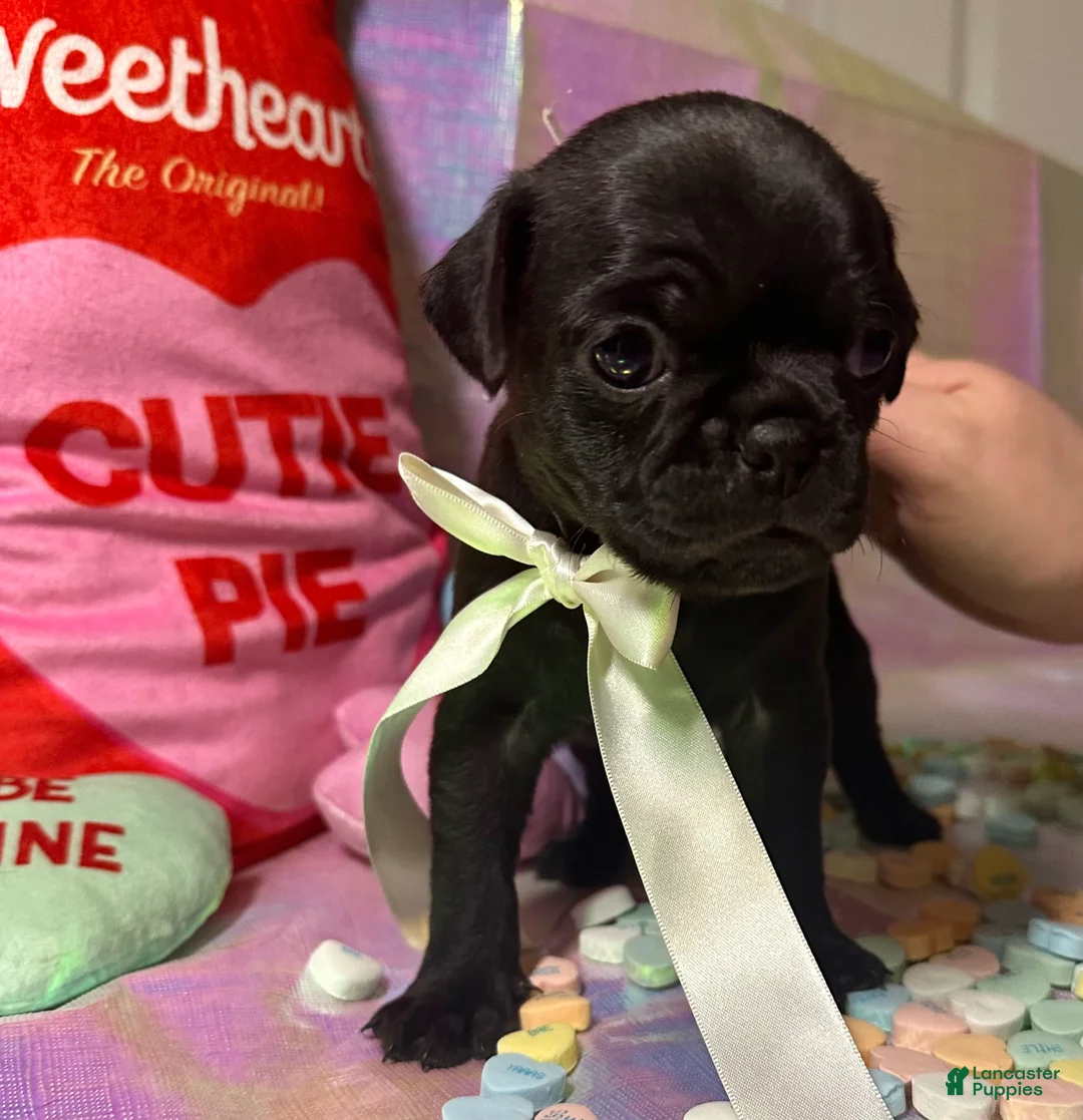 Pug dogs for sale: Cocoa - Ad 3