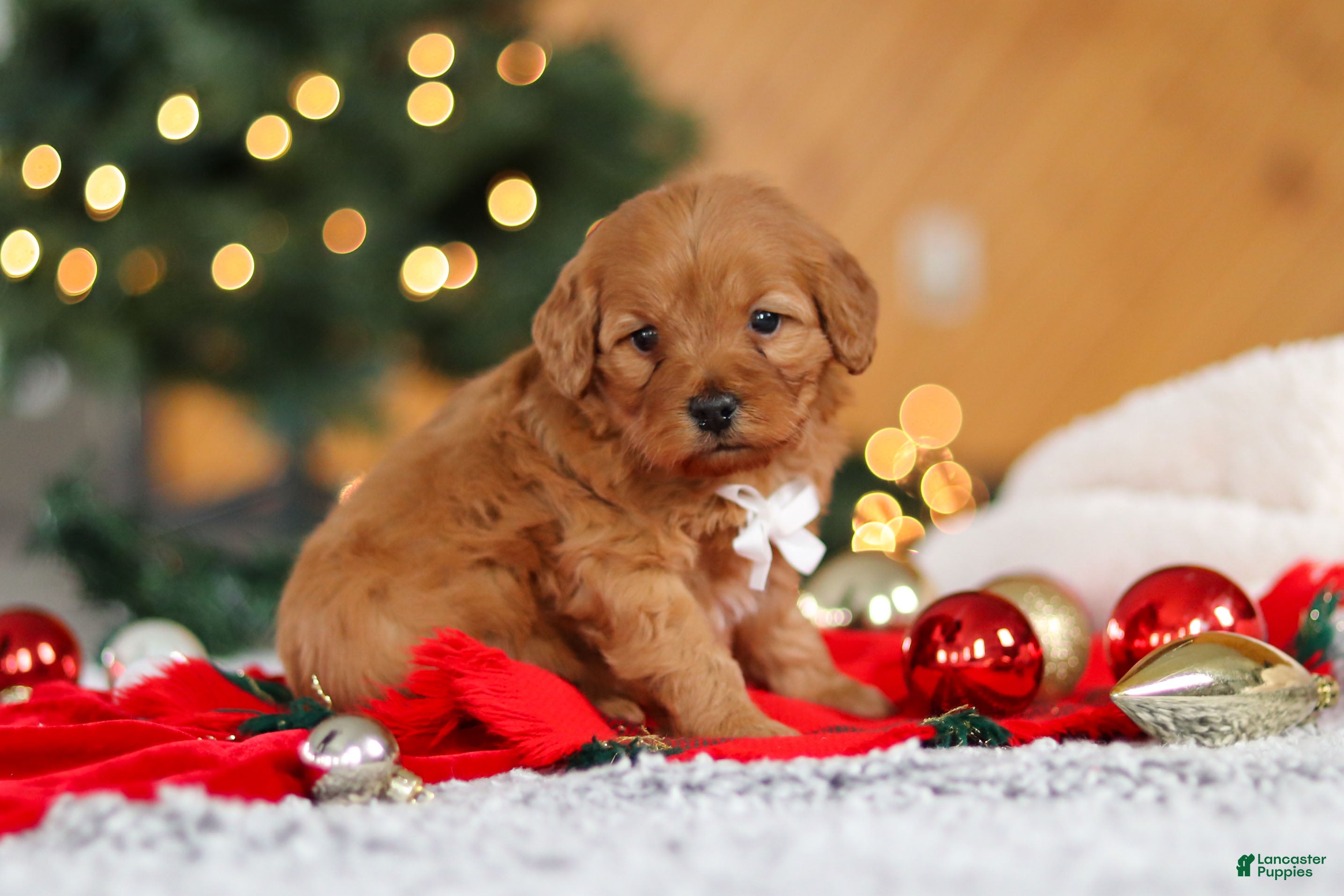 Mini Goldendoodle dogs Odin  - Ad 28