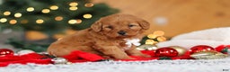 Mini Goldendoodle dogs for sale: Odin  - Ad 1