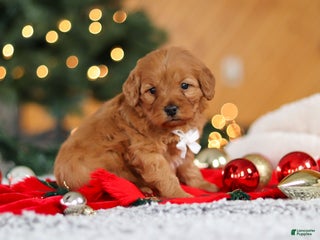 Mini Goldendoodle dogs Odin - Ad 34