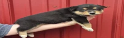 Mixed Breed dogs for sale: Mixed Breed 2 - Ad 2