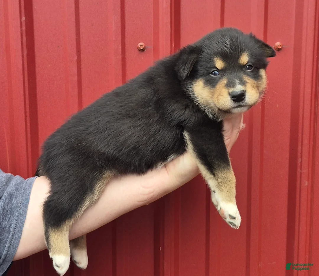 Mixed Breed dogs for sale: Mixed Breed 2 - Ad 2