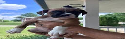 Boxer dogs for sale: Clovis  - Ad 7