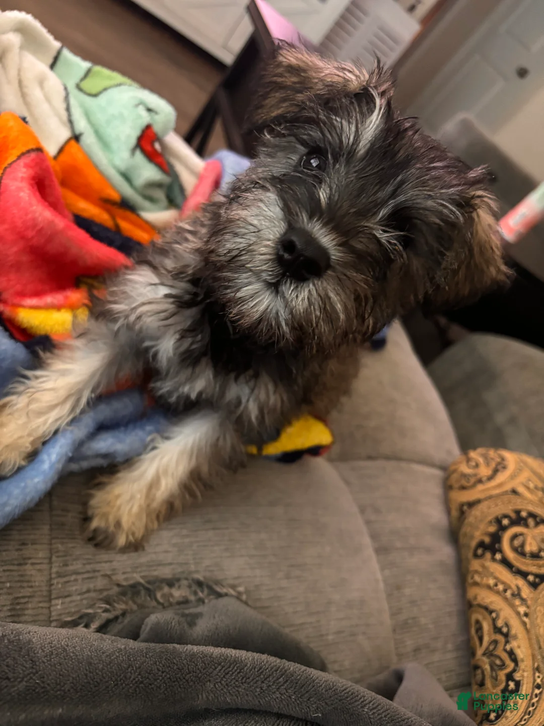 Miniature Schnauzer dogs for sale: Miniature Schnauzer 1 - Ad 2
