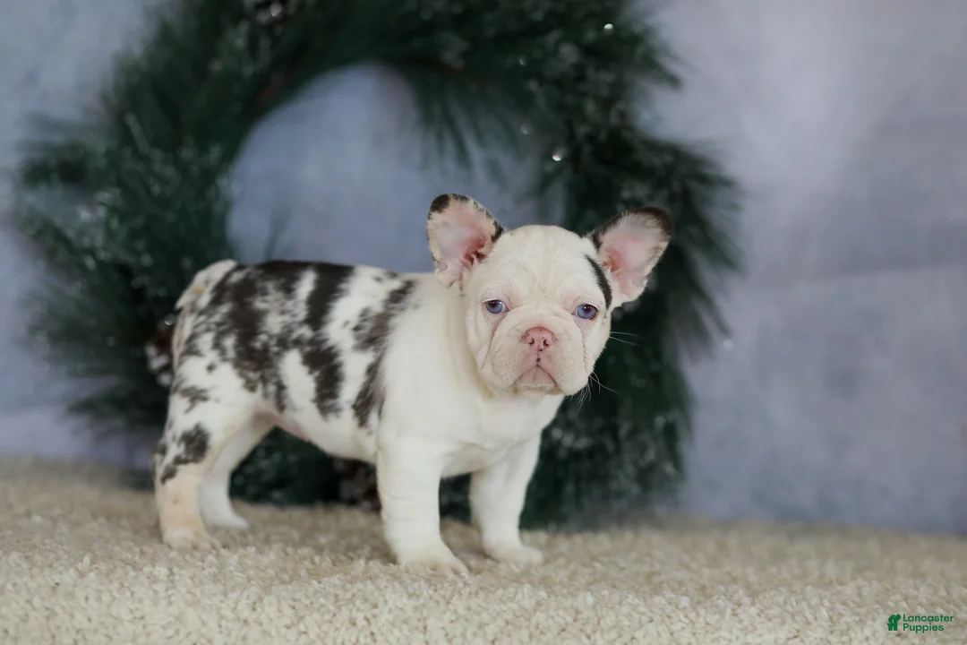 French Bulldog dogs for sale: Lady - Ad 7