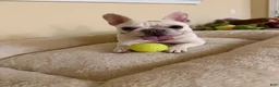 French Bulldog dogs for sale: French Bulldog 1 - Ad 2