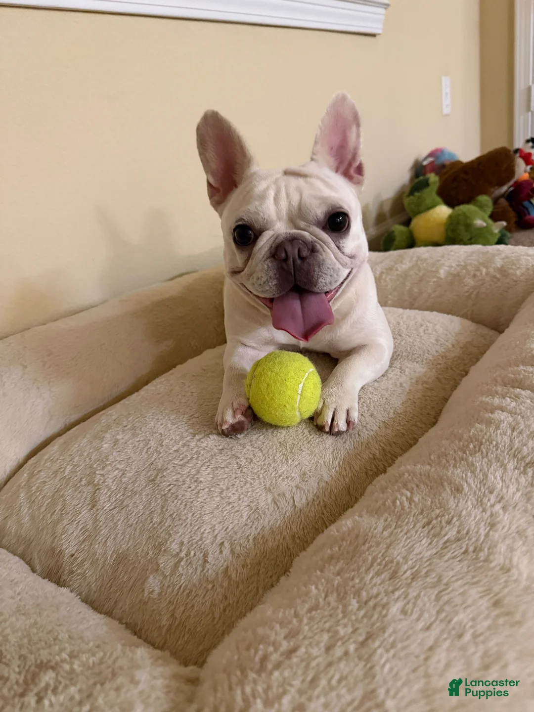French Bulldog dogs for sale: French Bulldog 1 - Ad 2