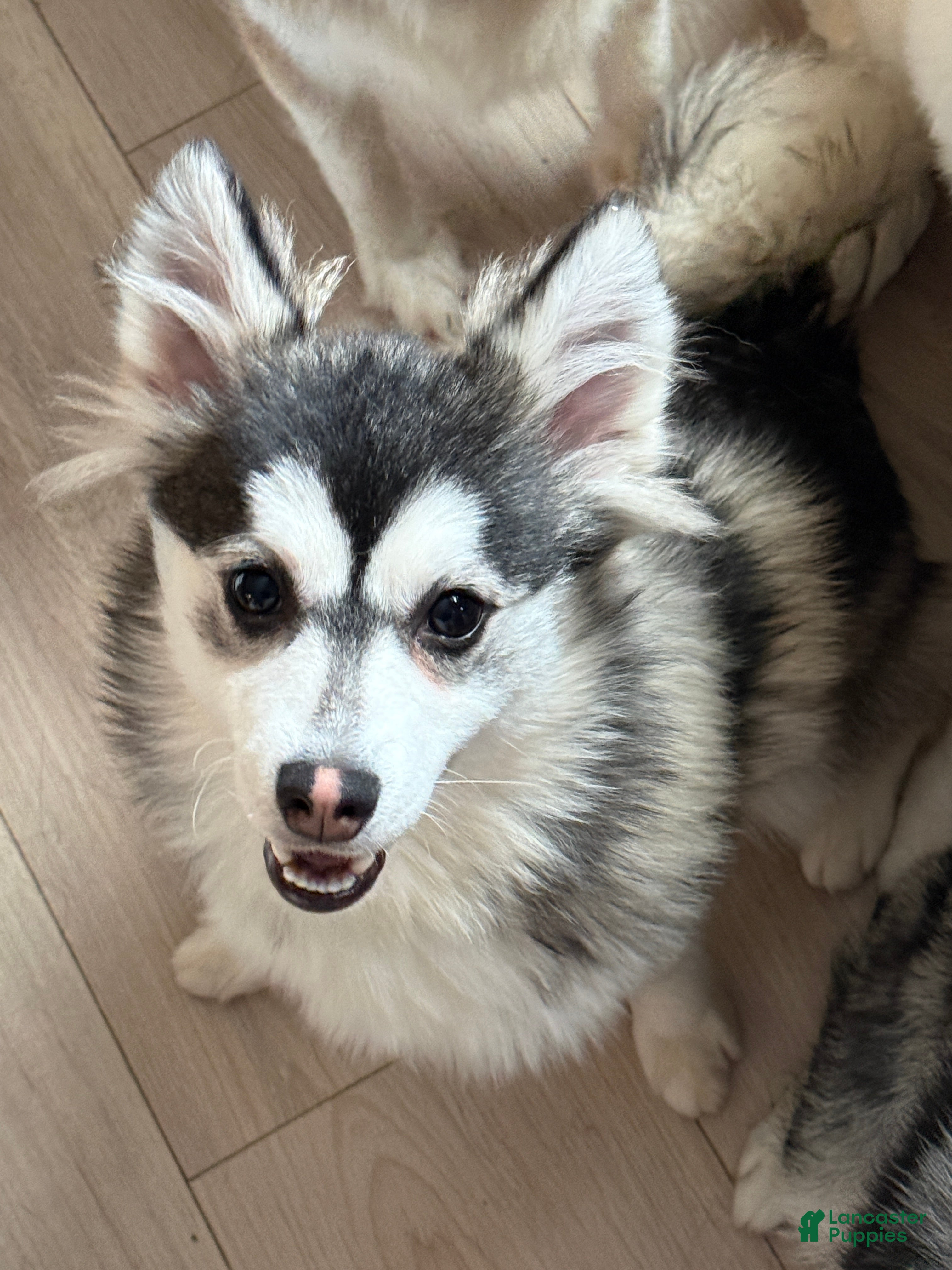 Pomsky dogs Fuji - Ad 1