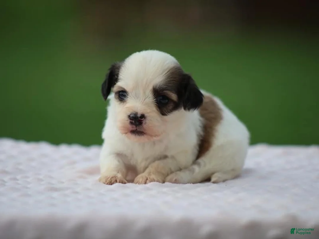 Mixed Breed dogs for sale: Kaydence - Ad 2