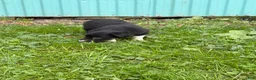 Border Collie dogs for sale: Jen Border Collie  - Ad 3