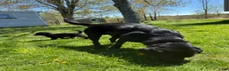 Sheprador dogs for sale: Cocoa - Ad 15