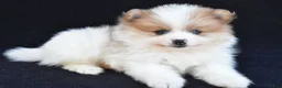 Pomeranian dogs for sale: Ollie - Ad 7