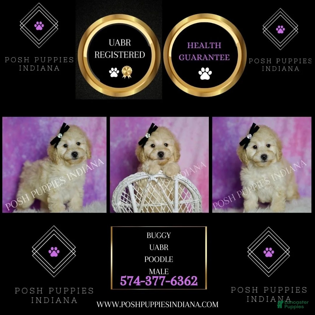 Toy Poodle dogs for sale: Buggy - Ad 6