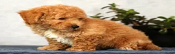 Bichpoo dogs for sale: Yoda - Ad 7