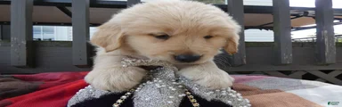 Golden Retriever 2 Bingo
