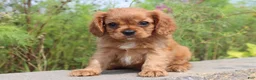 Cavalier King Charles Spaniel dogs for sale: Sammie - Ad 3