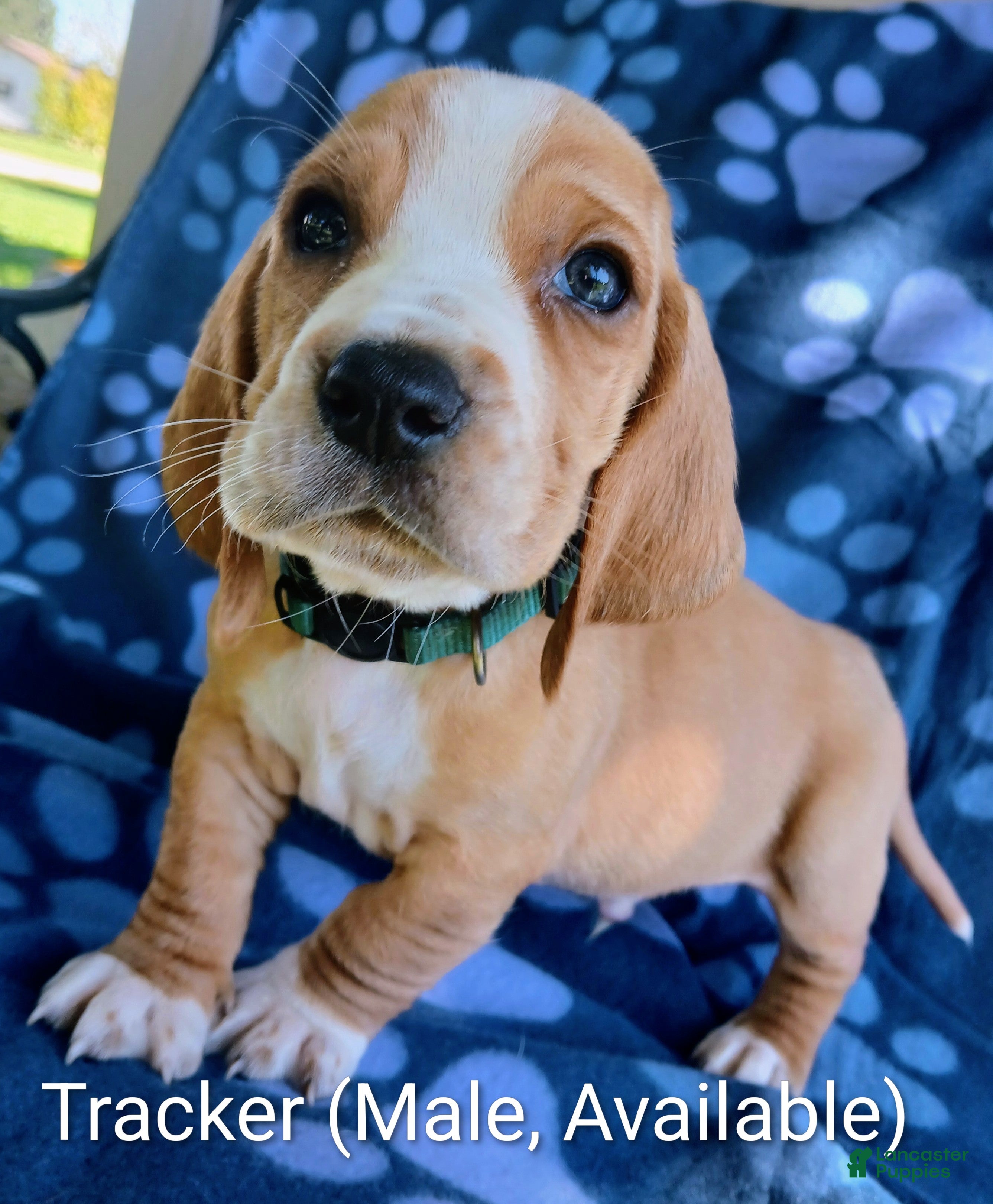 Basset Hound dogs Tracker  - Ad 31