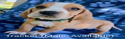 Basset Hound dogs for sale: Tracker  - Ad 1
