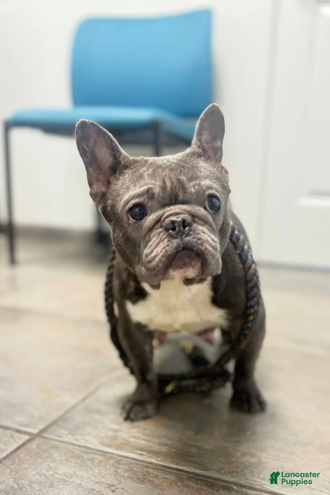 French Bulldog dogs for sale: Laila lilac & fawn - Ad 10
