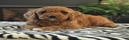 Mini Goldendoodle dogs for sale: Leona - Ad 4