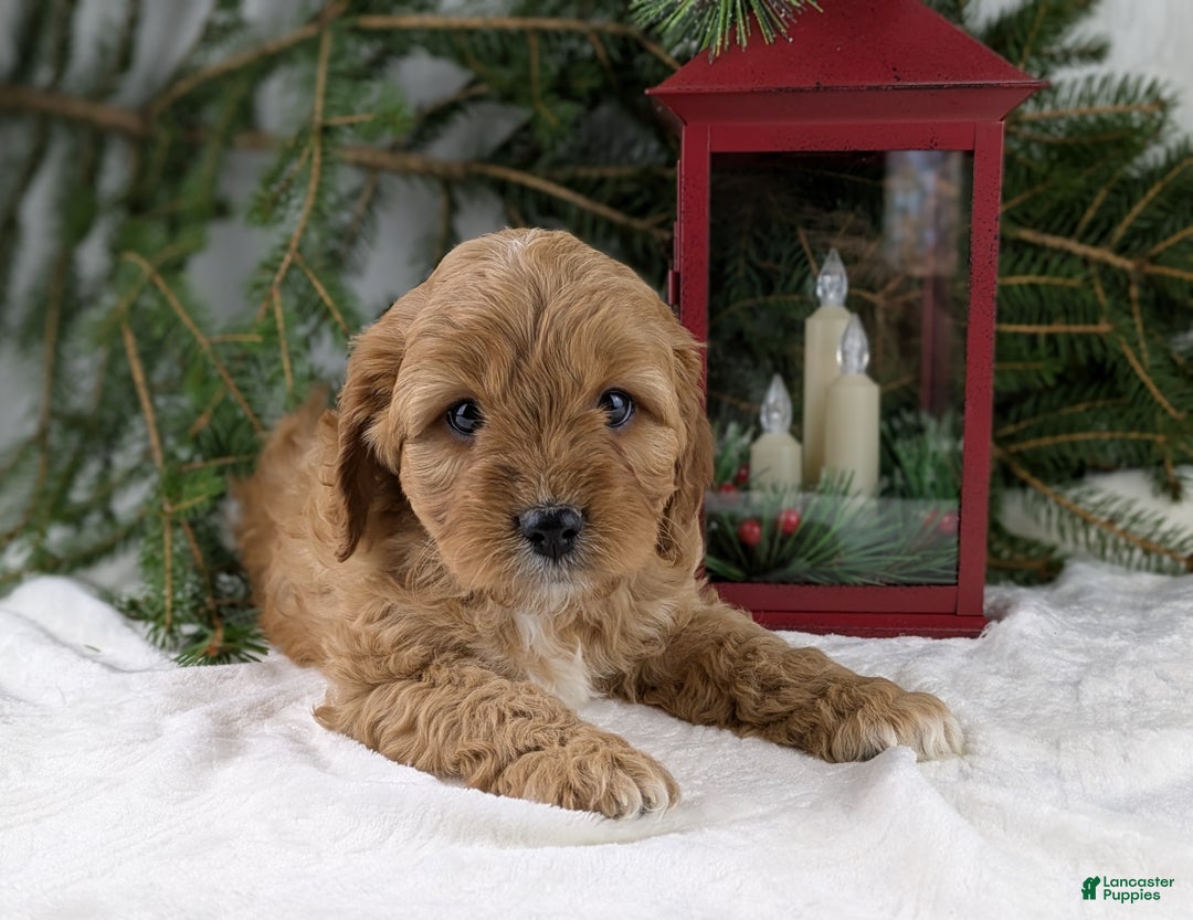 Cavapoo dogs for sale: Arthur  - Ad 6