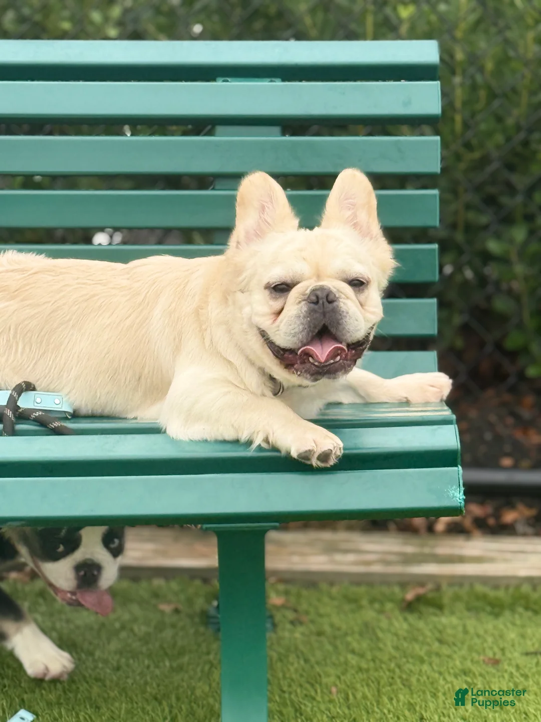 French Bulldog dogs for stud: Whiskey  - Ad 5