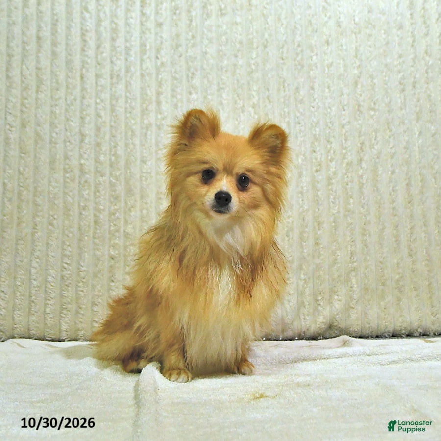 Pomeranian dogs for sale: Teddy bear - Ad 1
