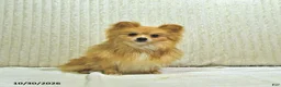 Pomeranian dogs for sale: Teddy bear - Ad 1
