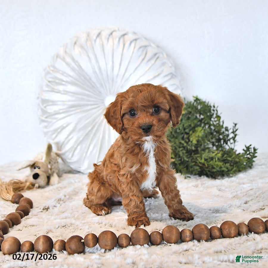 Cavapoo dogs Toby EXTRA SMALL - Ad 1