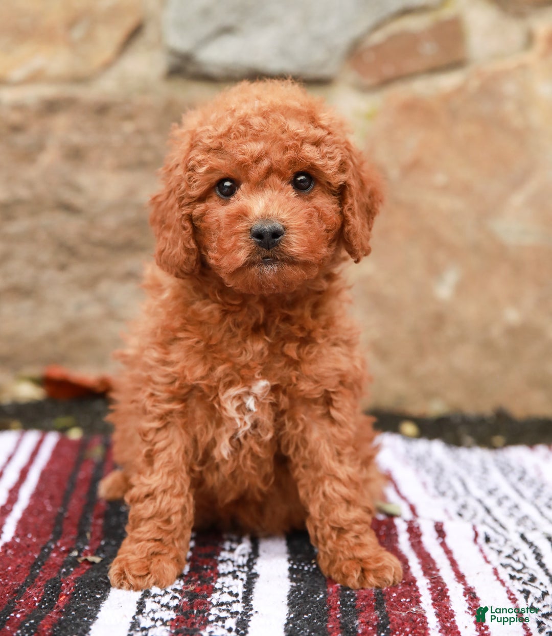 Miniature Labradoodle dogs for sale: Parker - Ad 2