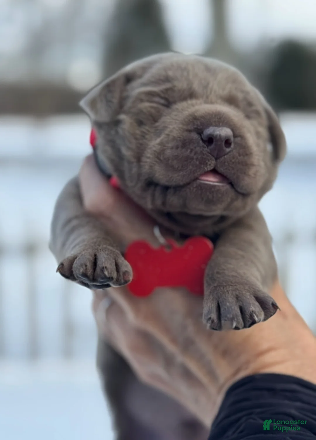 Labrador Retriever dogs for sale: Labrador Retriever Puppy  - Ad 12