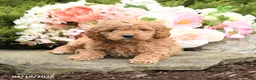 Mini Goldendoodle dogs for sale: Smores - Ad 4