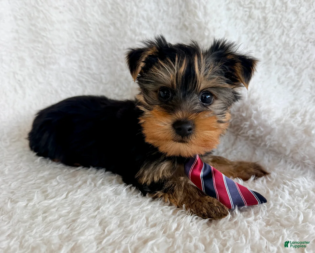 Yorkshire Terrier dogs for sale: Louie - Ad 2